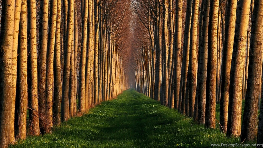 Path Lined With Trees Mac Wallpapers Download
