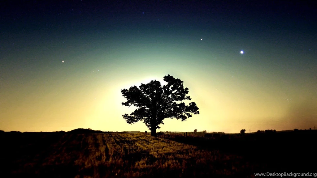 Tree Computer Wallpapers, Desktop Backgrounds