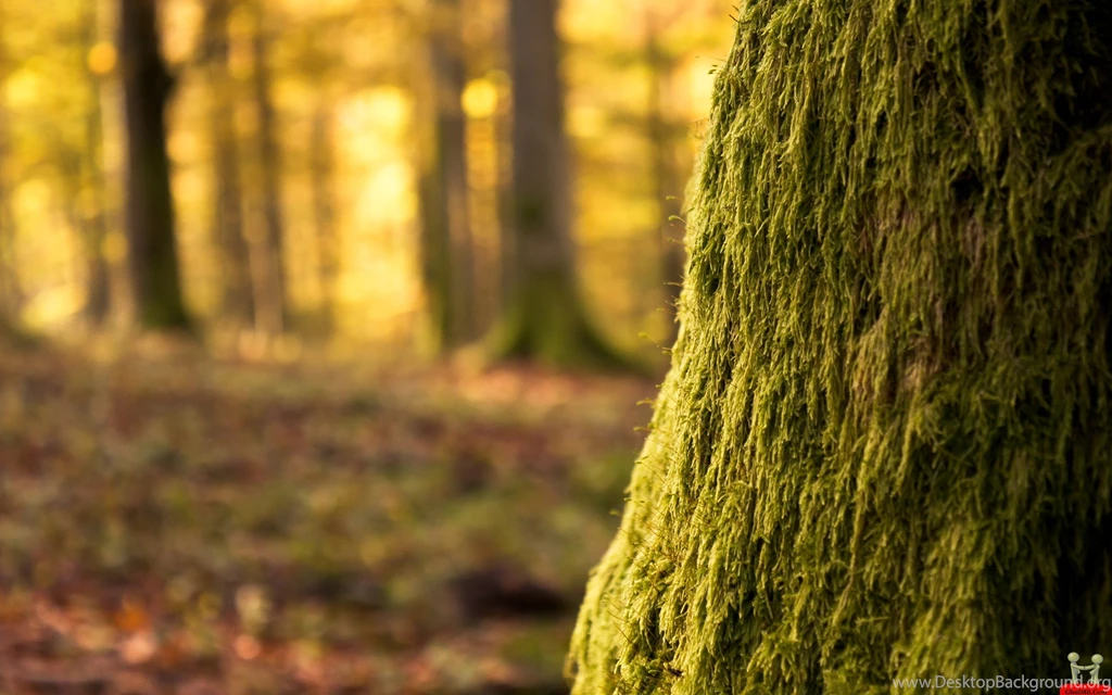 Tropical/Prehistoric Foliage On Pinterest