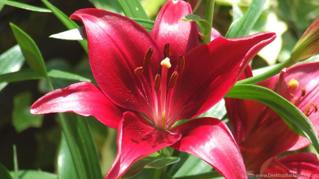 Red Day Lilly 410221 Wallpapers   (