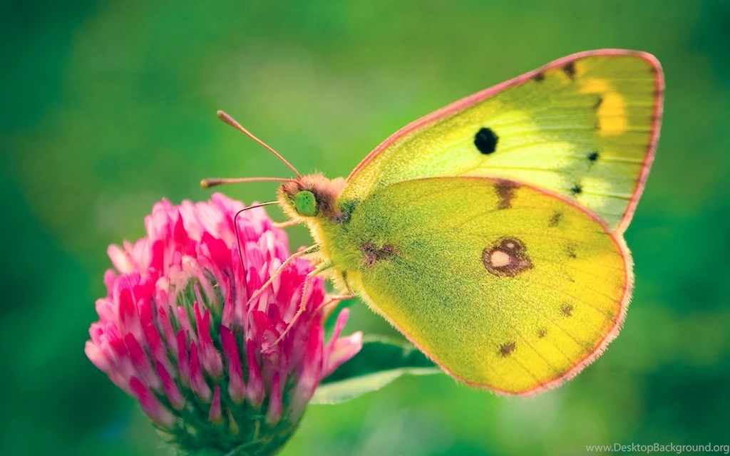 Free Butterfly Desktop Backgrounds Wallpapers Cave
