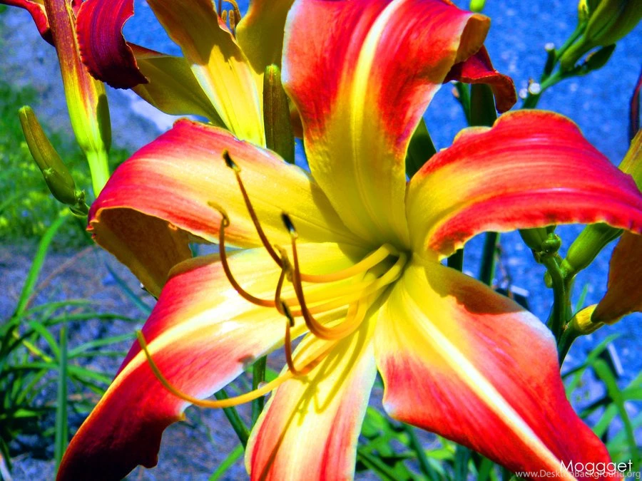 Lilly Wallpapers By MOGGGET On DeviantArt