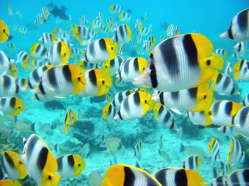 Live Hd Wallpapers PC Download 3d Hd Pictures.