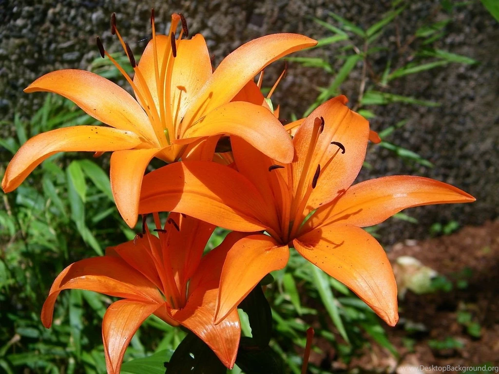 Flowers Orange Lillies Flowers Inspiration Lilly Orangelilly ...
