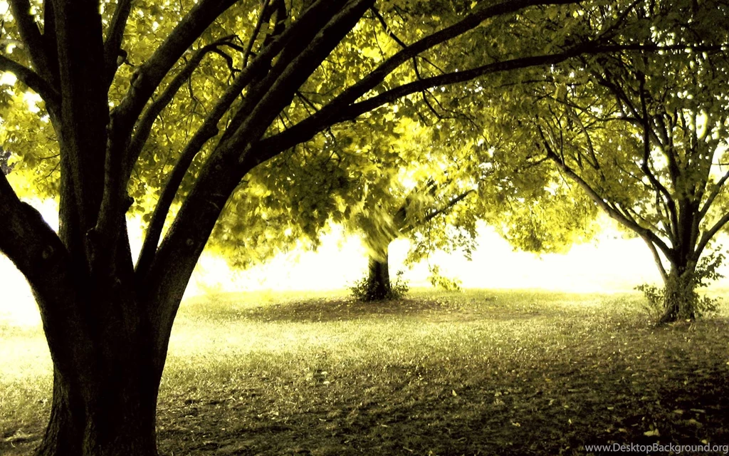 Awesome Lonely Trees HD Wallpapers Free Download