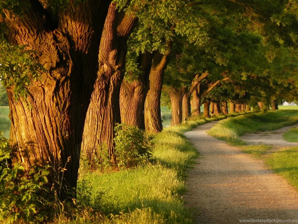 Trees Wallpapers