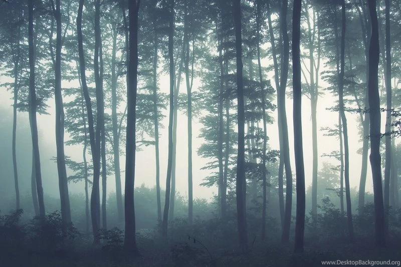 Sea Of Trees Forest Mural Wallpapers