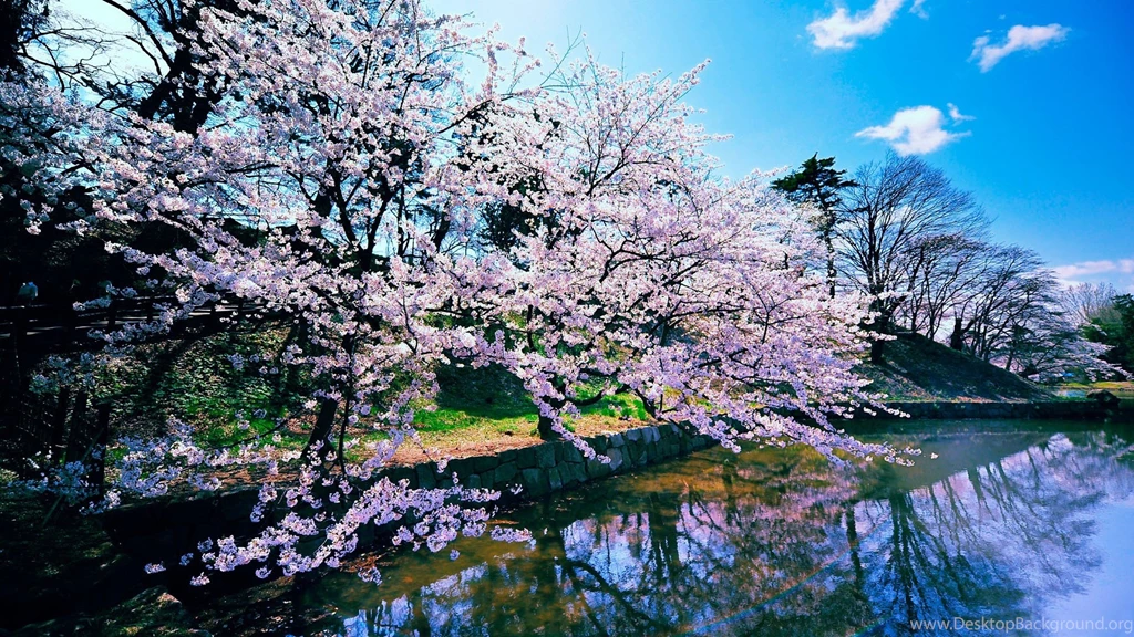 Cherry Blossom Trees Wallpapers
