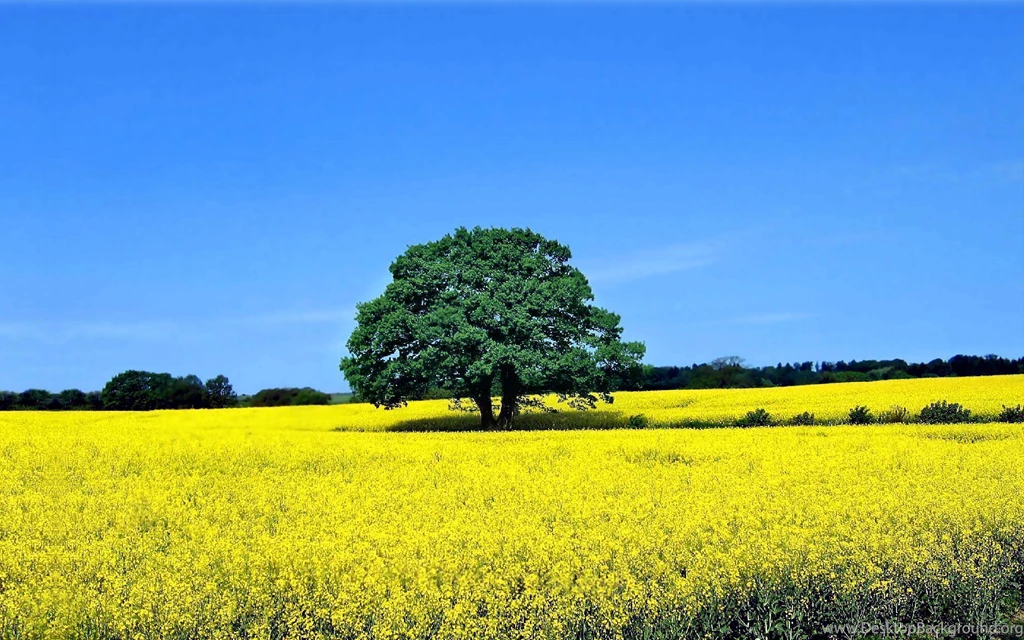 1273 Tree HD Wallpapers