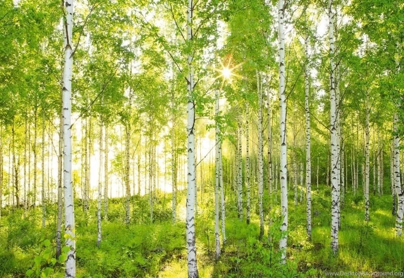 Birch Tree Wallpapers Collection (47+)