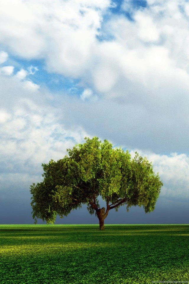 iPhone 4 Trees Wallpapers