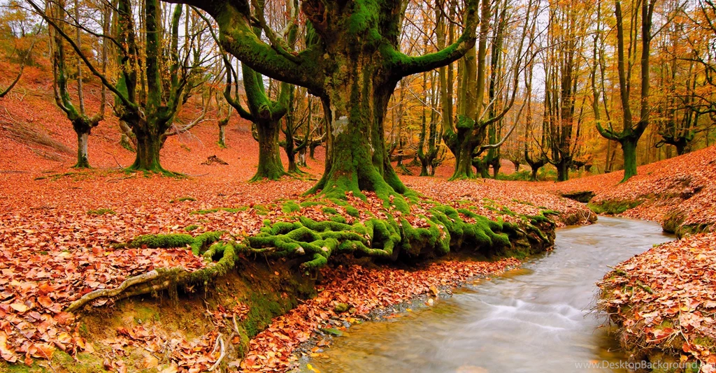 Trees, Autumn, Leaves, Streams, Fallen Leaves :: Wallpapers