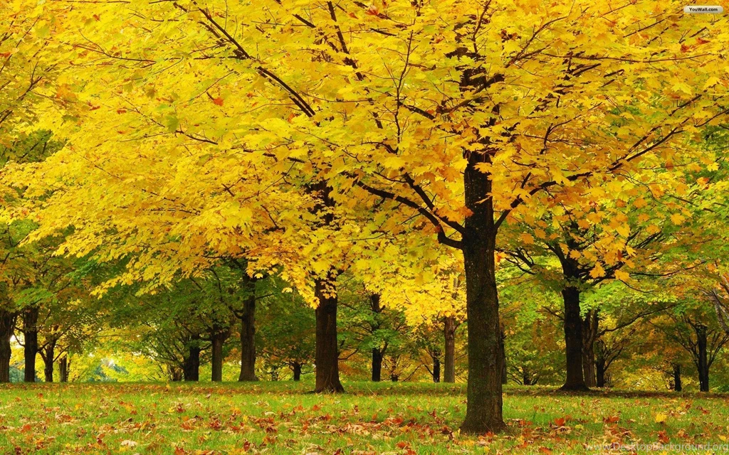 Wallpapers Yellow Trees   1920 X 1200   Nature Flowers Leaves Falls ...