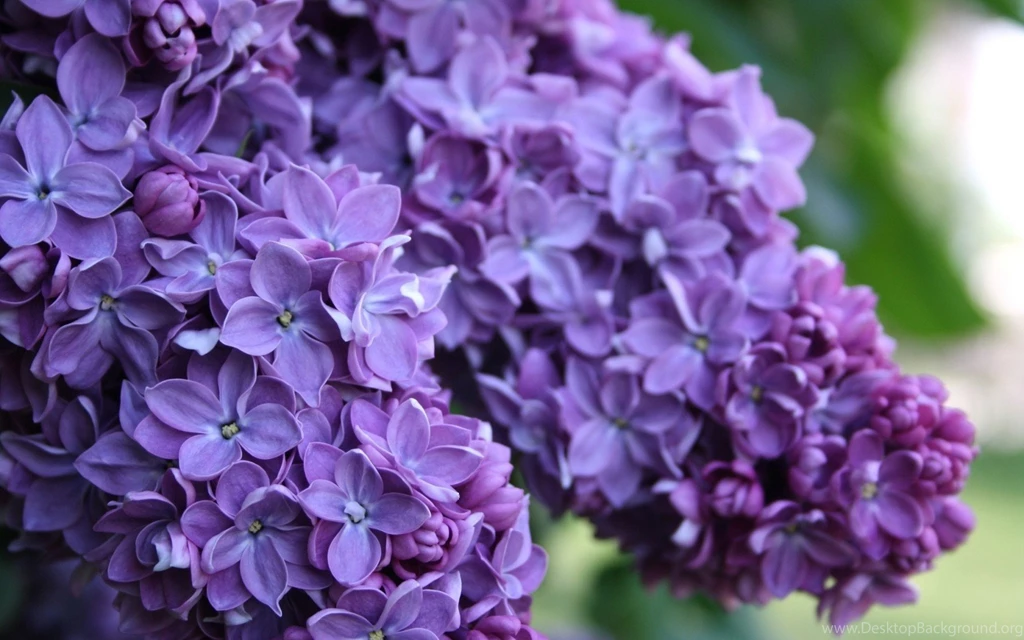 10 Beautiful HD Lilac Wallpapers HDWallSource.com