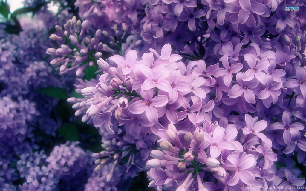 Lilac Wallpapers