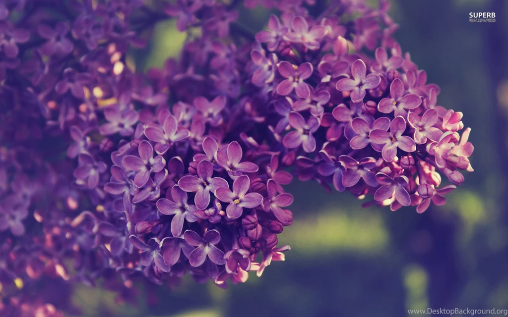 1920x1200px 523.33 KB Lilac Wallpapers
