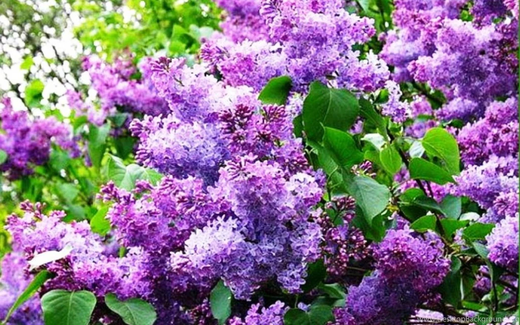 LILAC WALLPAPER (
