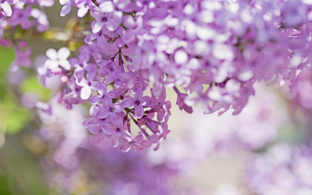 Lilac Flowers Close Up Hd Wallpapers Wallpapers