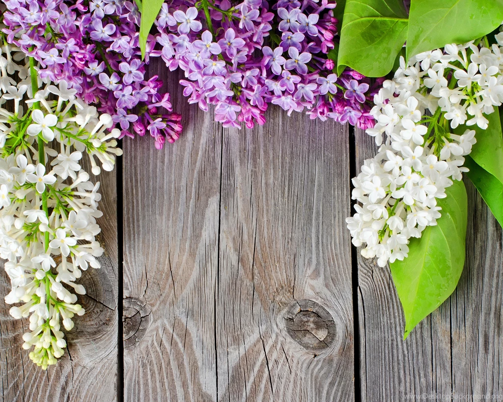 FRESH LILAC WALLPAPER (