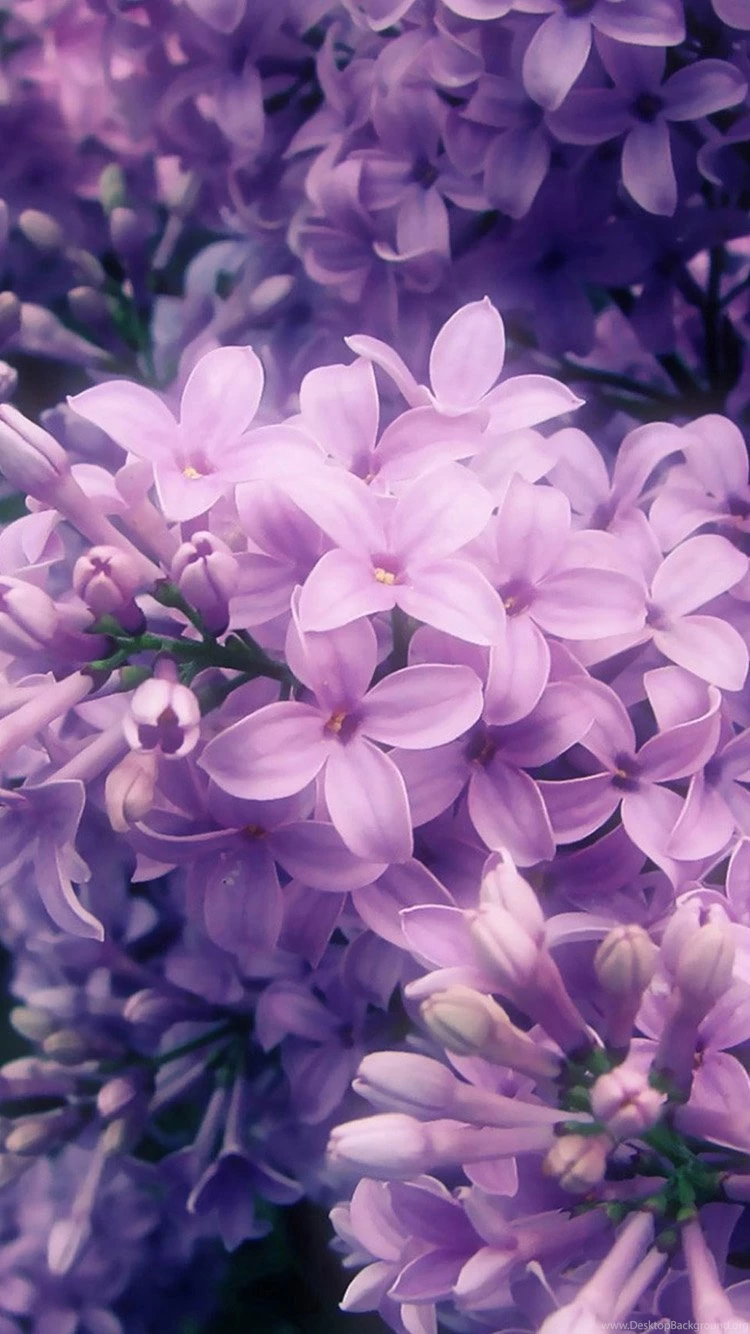 Lilac And Flower Buds iPhone 6 Wallpapers