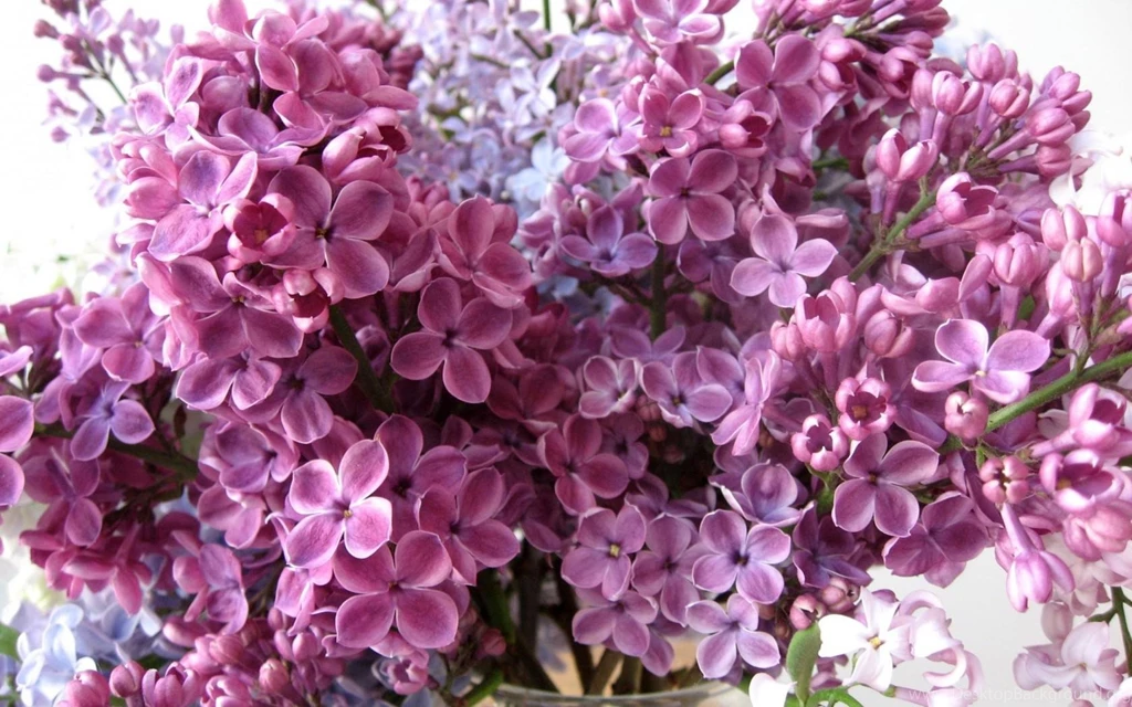 LILAC WALLPAPER (