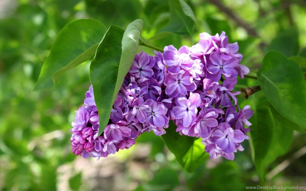 Lilac Backgrounds