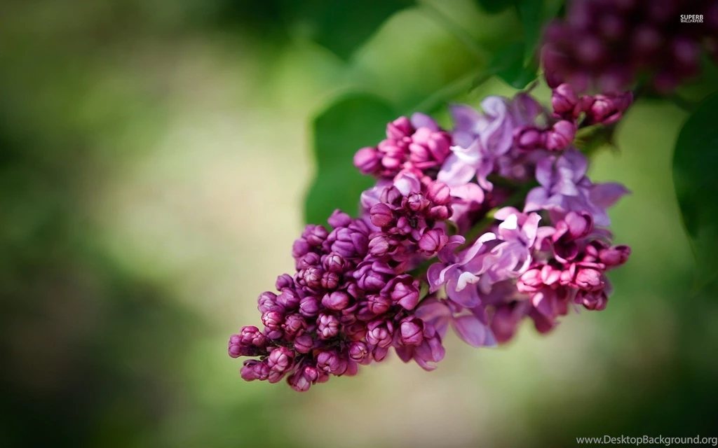 Top Lilac Flower Wallpapers Wallpapers