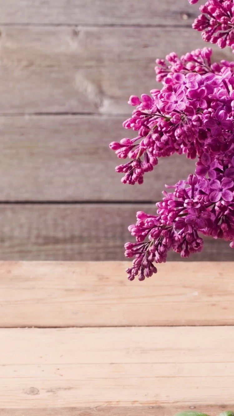 Lilac Iphone 6 Wallpapers Items Share Lilac Iphone 6 Wallpapers ...