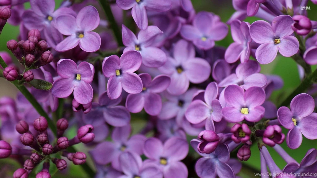High Resolution Nature Lilac Wallpapers 1080p Full Size ...