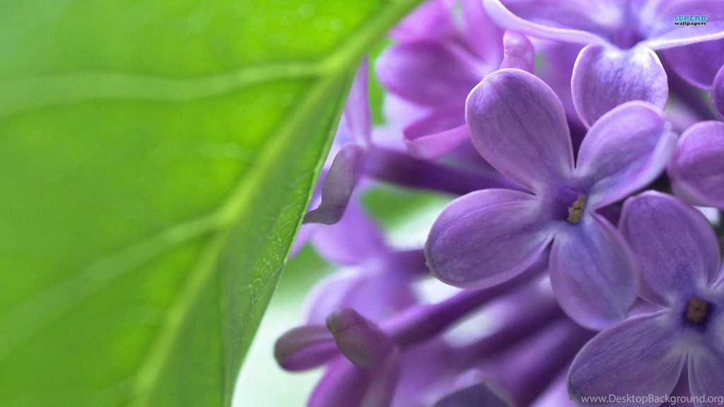 Lilac, Flowers, 1920x1080 HD Wallpapers And FREE Stock Photo