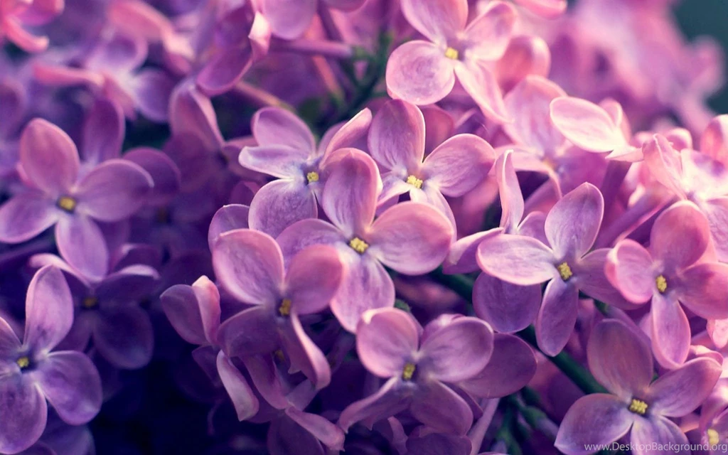 With Light Fragrance Of Lilacs HD Photography Wallpapers 8 ...