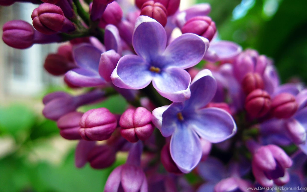 Lilac Photo Wallpapers, Pictures With Lilac