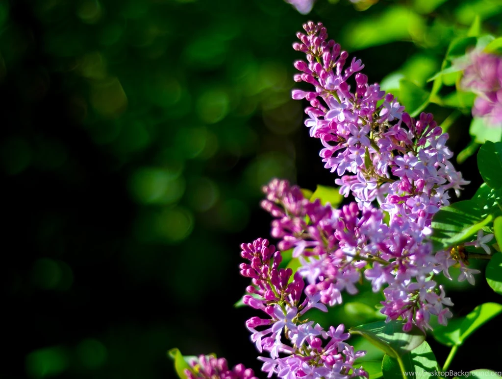 Lilac Rose