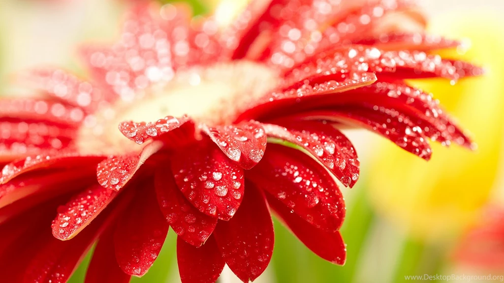 Wallpapers Raindrops With Flower   Danasrhp.top