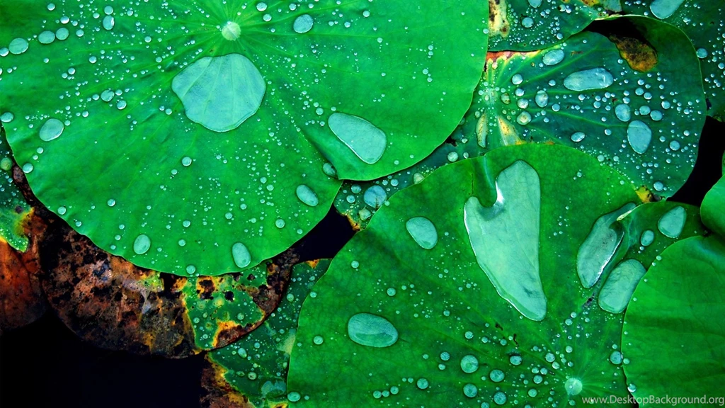 Raindrops Wallpapers