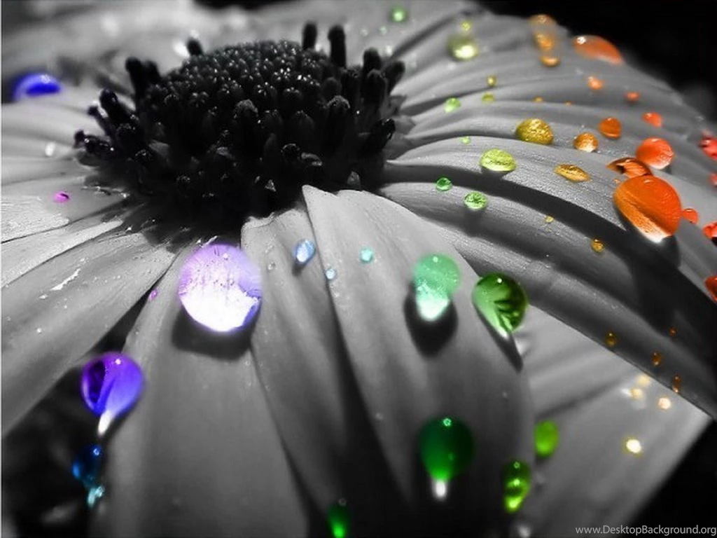 Top Rain Drops Vector Wallpapers
