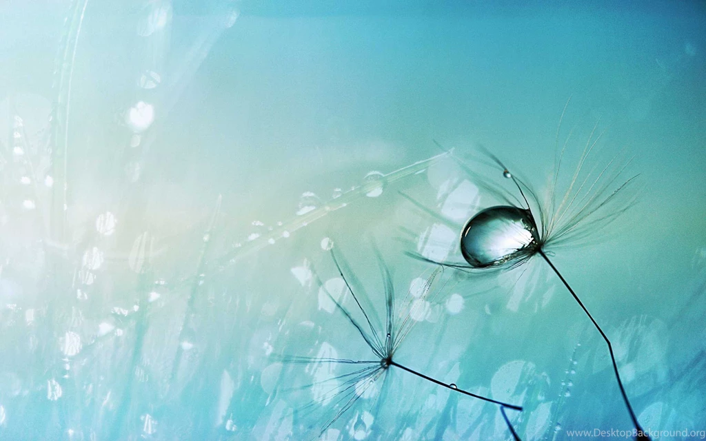 Water Drop Wallpapers & Dew Drops HD Wallpapers Desktop