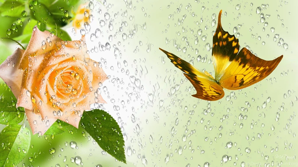 Raindrops Falling On Flowers Wallpapers