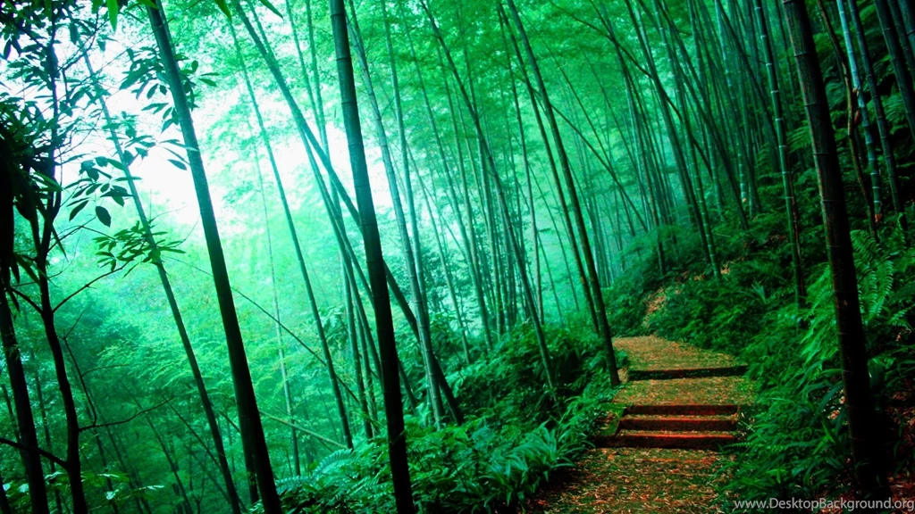 Bamboo Forest Wallpapers HD : Nature Wallpapers   Rakaruan.com