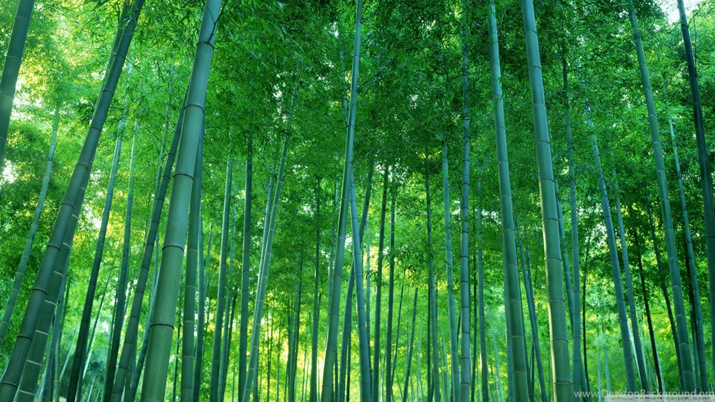 Bamboo Forest HD Desktop Wallpapers : High Definition : Fullscreen ...