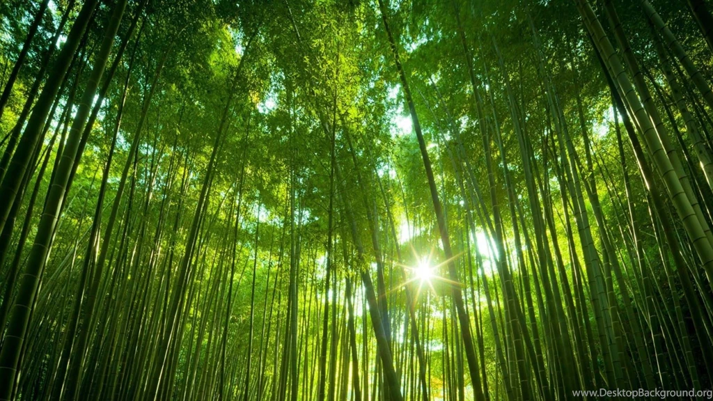 Bamboo Forest 1600x900 Wallpapers, 1600x900 Wallpapers & Pictures ...