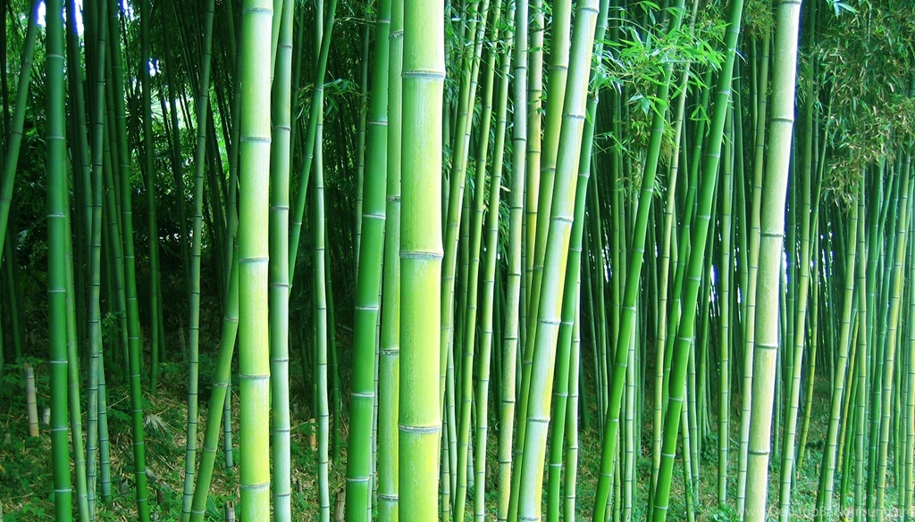 Download Wallpapers Bamboo Forest Trees Free Desktop Wallpapers In ...