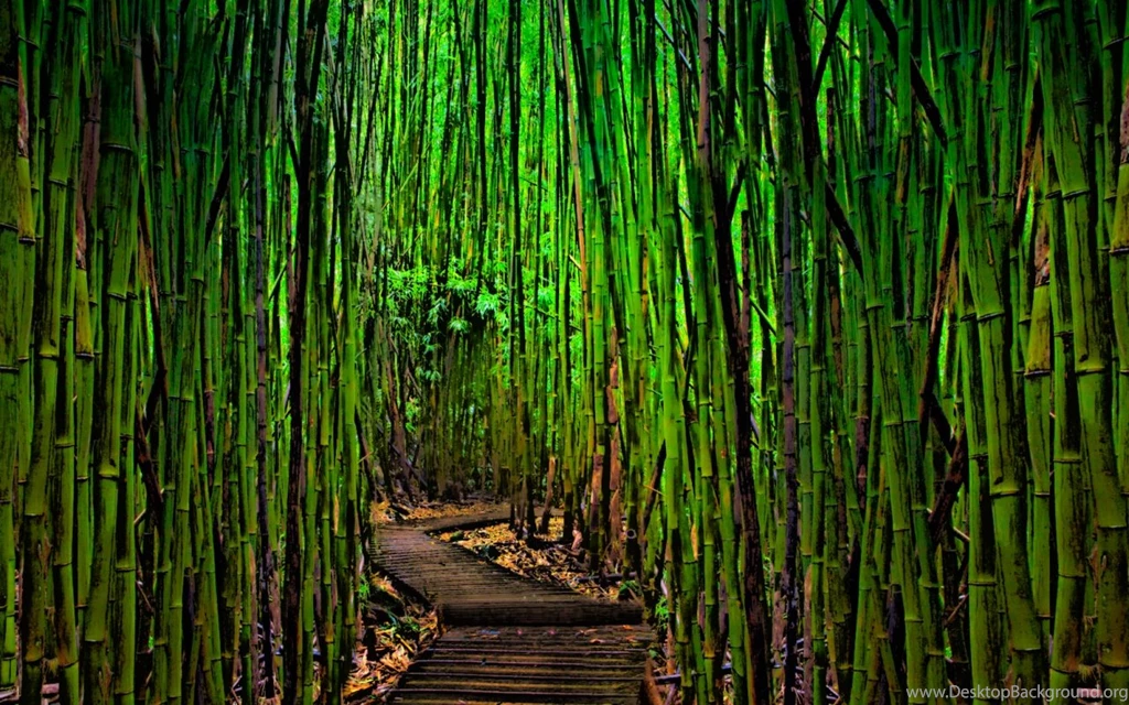 Sagano Bamboo Forest Wallpapers