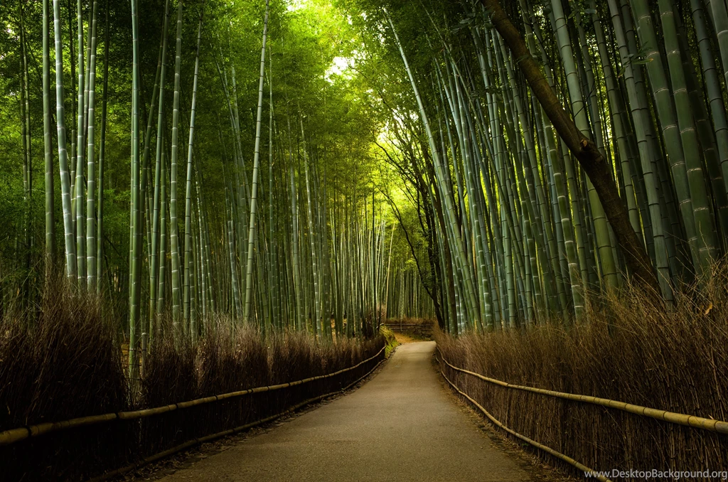 Bamboo Forest Road