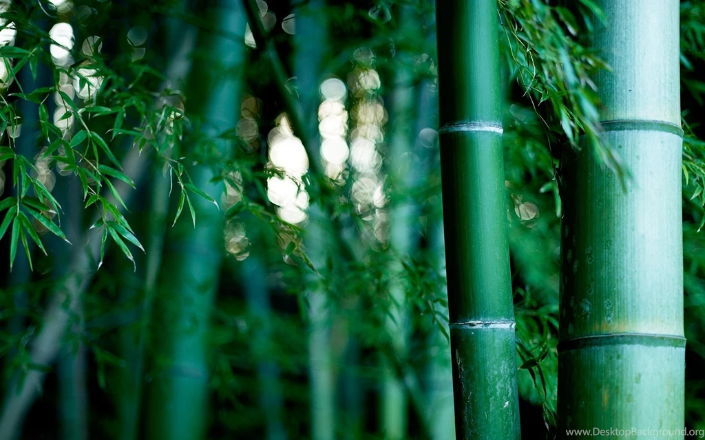 Bamboo Forest, Bokeh, Green, Nature HD Wallpapers