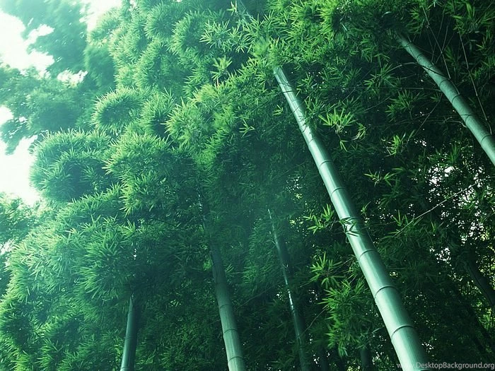 1920*1200 Bamboo Grove Pictures   Bamboo Forest Wallpapers 27 ...