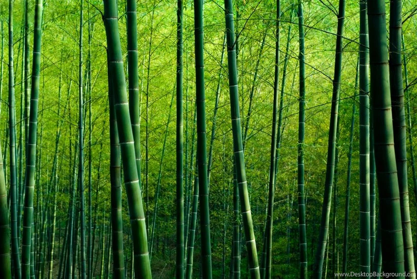 Bamboo Forest Wallpapers