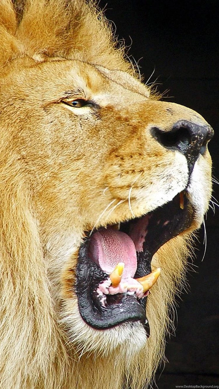 Crazy Lions Iphone 6 Wallpapers