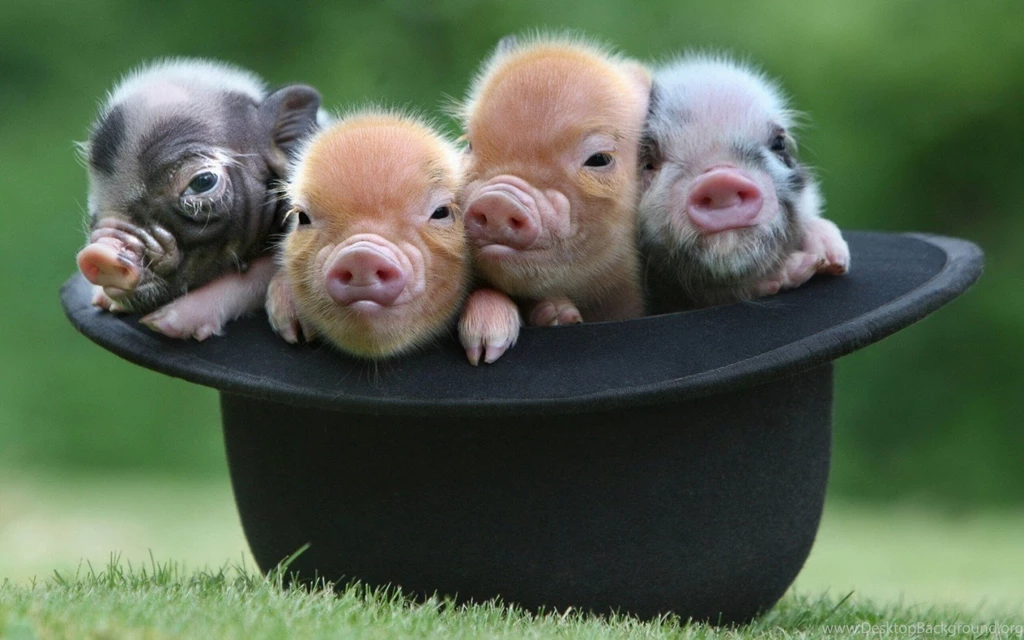 Cute Piglets Wallpaper.