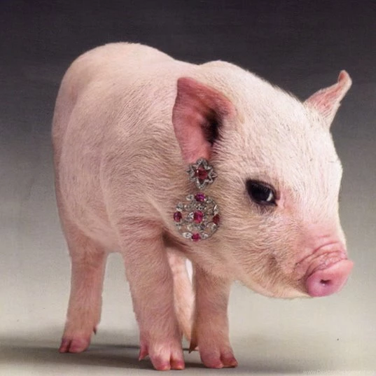 Teacup Pig Wallpapers , Cute Pig Wallpapers , Baby Piglet Wallpapers ...